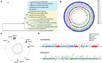 Complete Genomic Analysis of Enterococcus faecium Heat-Resistant Strain Developed by Two-Step Adaptation Laboratory Evolution Method